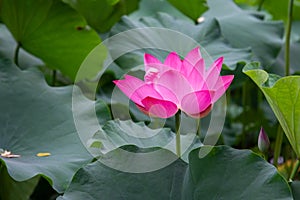 ä¸­å›½å…¬å›­è·èŠ± Lotus in China Park